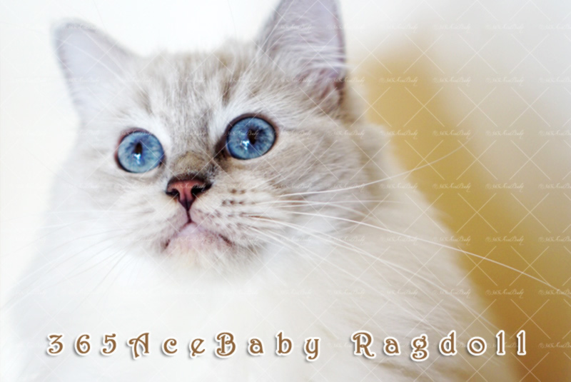 蓝山手套布偶猫