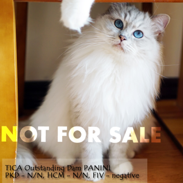 蓝山手套布偶猫-帕尼尼