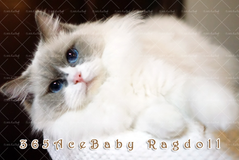 蓝色双色布偶猫