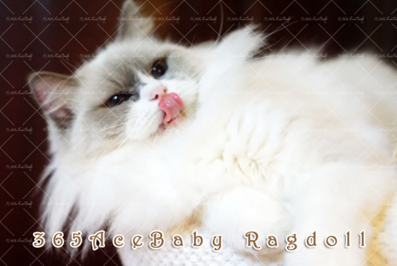 蓝色双色布偶猫