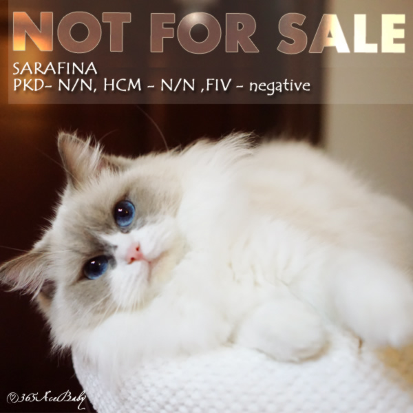 蓝双布偶猫-色拉