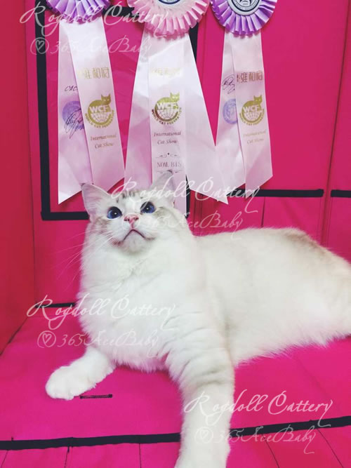 海豹山双布偶猫-小天