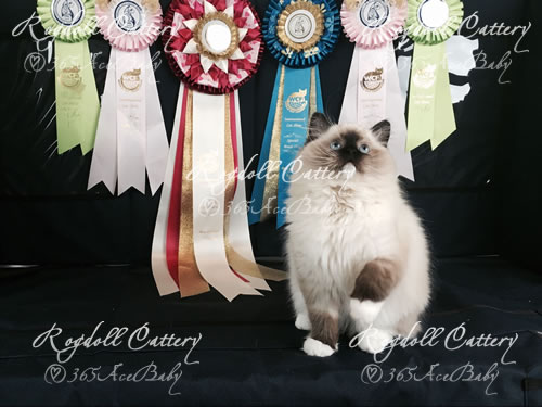 海豹手套布偶猫-Dragon Warrior