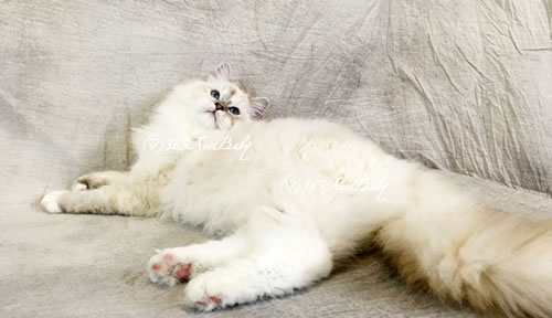 玳瑁山手套布偶猫-花林糖