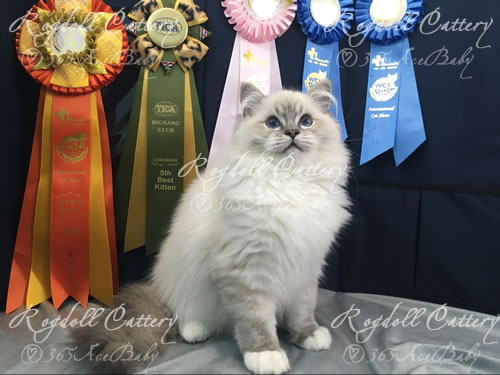 蓝山手套布偶猫-Dr.Pepper