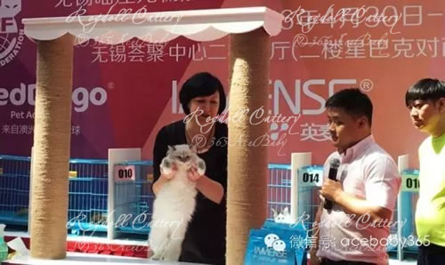 蓝山手套布偶猫-Dr.Pepper