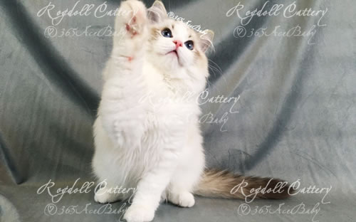 海豹双山布偶猫