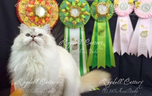 玳瑁山手套布偶猫-花林糖