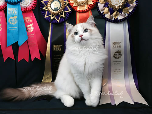 海豹山双布偶猫