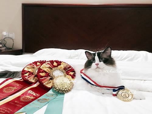 海豹双色布偶猫-骑士