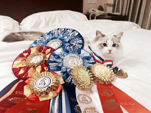 海豹山双布偶猫