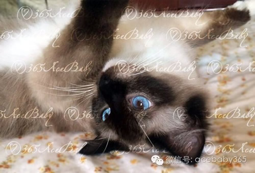 海豹手套布偶猫-肉松