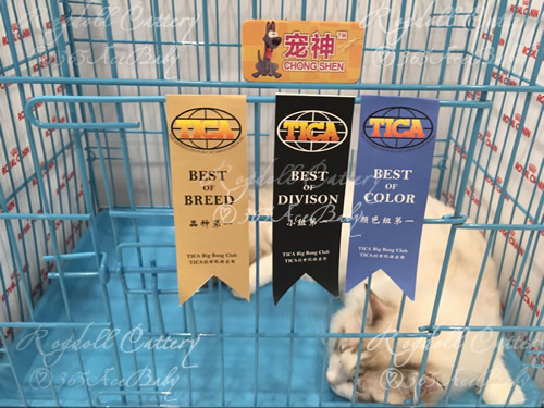 海豹山双布偶猫