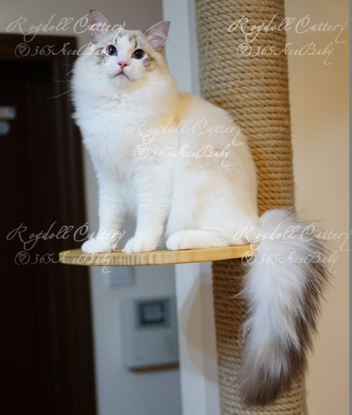 海豹山双布偶猫