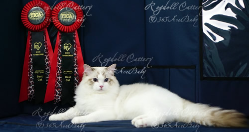 海豹山双布偶猫