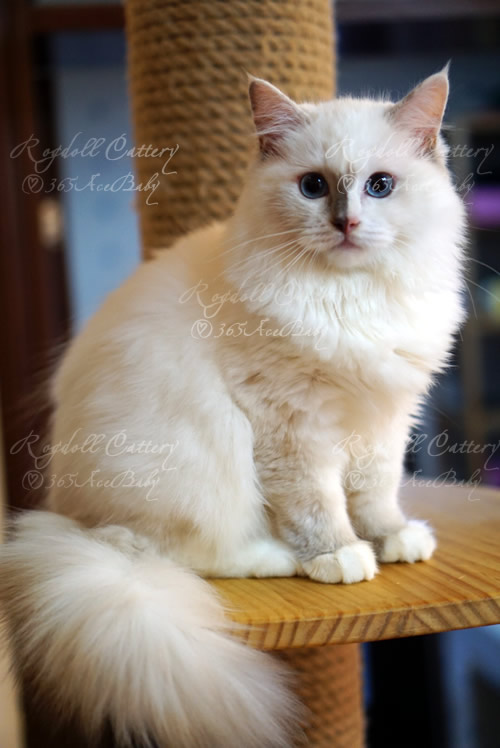 玳瑁手套布偶猫-干姜水