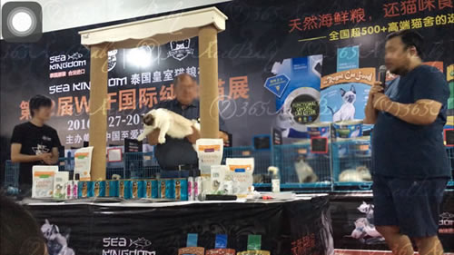 海豹双色布偶猫-骑士