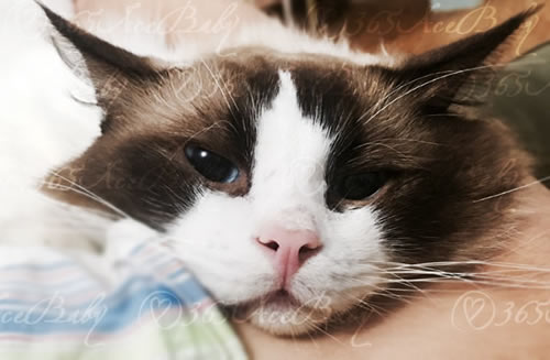 海豹双色布偶猫-骑士