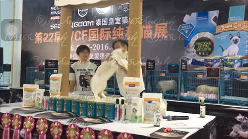 海豹山猫双色布偶猫-二胖