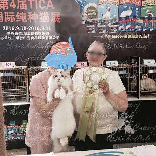 海豹山双布偶猫-二胖