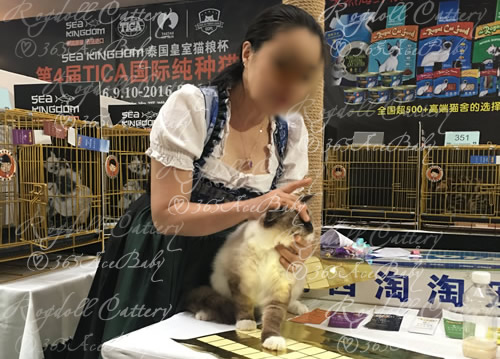 海豹手套布偶猫-豆包