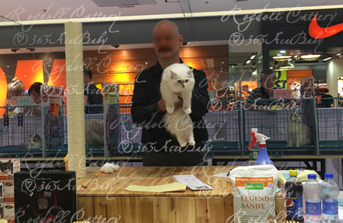 玳瑁手套布偶猫-干姜水