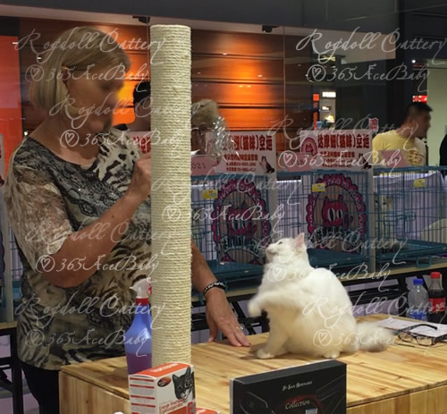 玳瑁手套布偶猫-干姜水