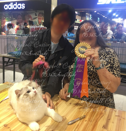 海豹山双布偶猫-二胖