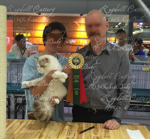 海豹山双布偶猫-二胖