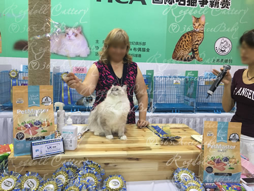 蓝山手套布偶猫-小帕Dr.Pepper