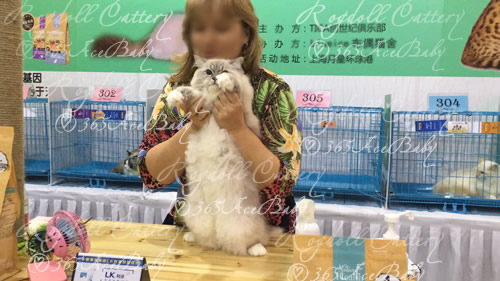 蓝山手套布偶猫-小帕Dr.Pepper