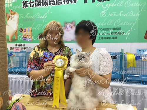 蓝山手套布偶猫-小帕Dr.Pepper