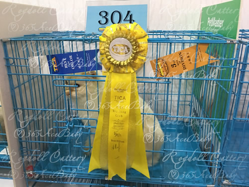 红手套布偶猫-总裁