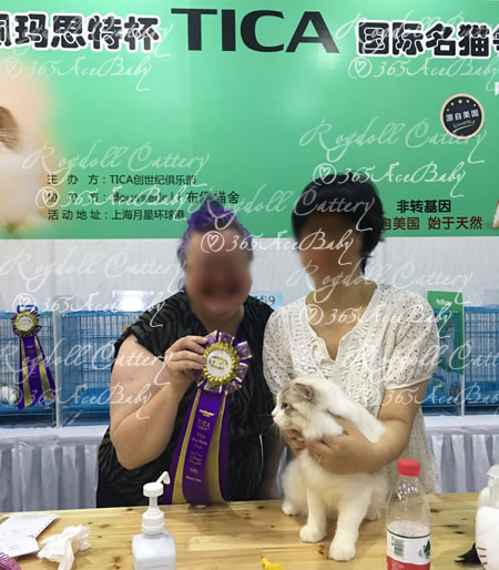 海豹山双布偶猫-二胖