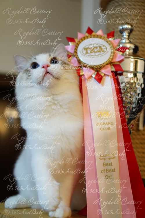 海豹山双布偶猫-二胖