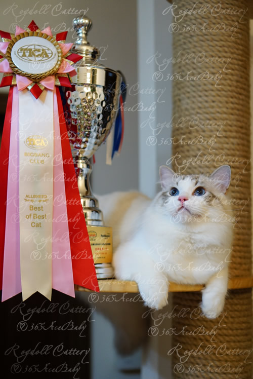 海豹山双布偶猫-二胖