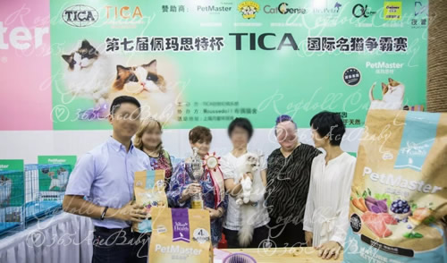 海豹山双布偶猫-二胖