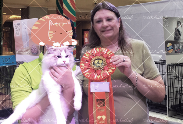 海豹山双布偶猫