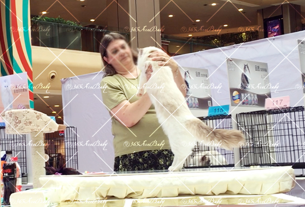 海豹山双布偶猫