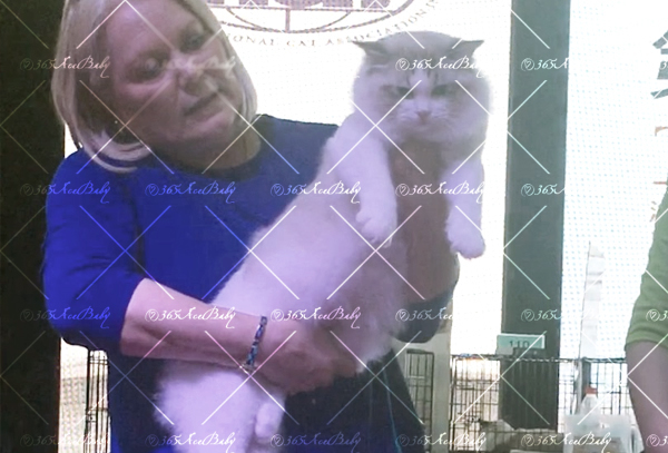 海豹山双布偶猫