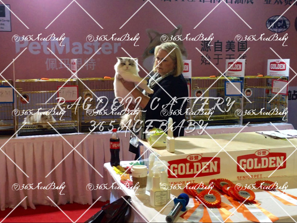 海豹山双布偶猫