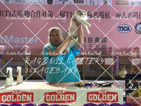 海豹山双布偶猫