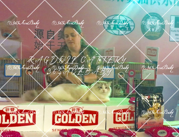 海豹山双布偶猫